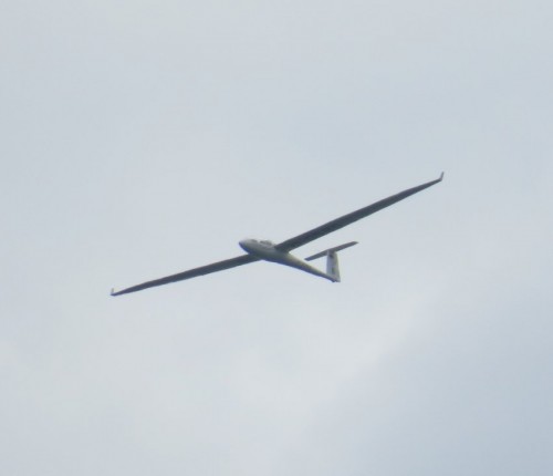 Glider-D-0585-01