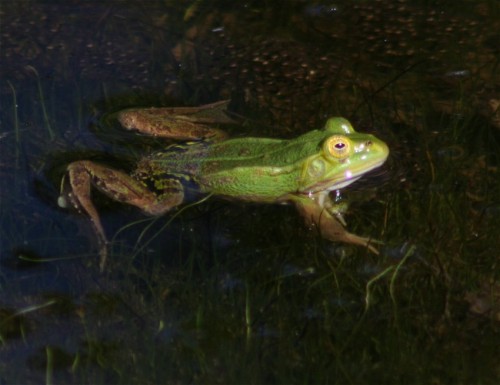 006Amphibians-edible frog