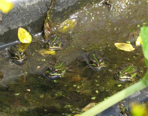 020Amphibians-pool frog