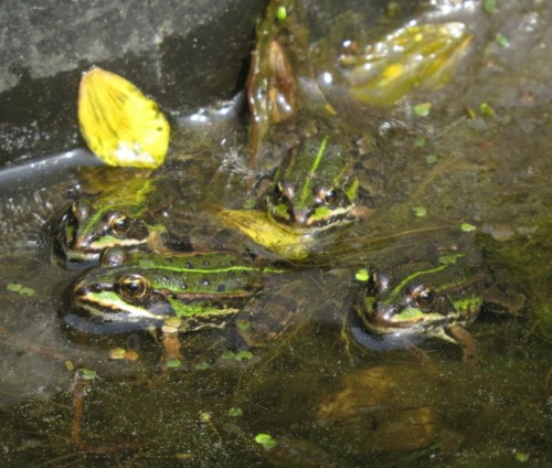 021Amphibians-pool frog