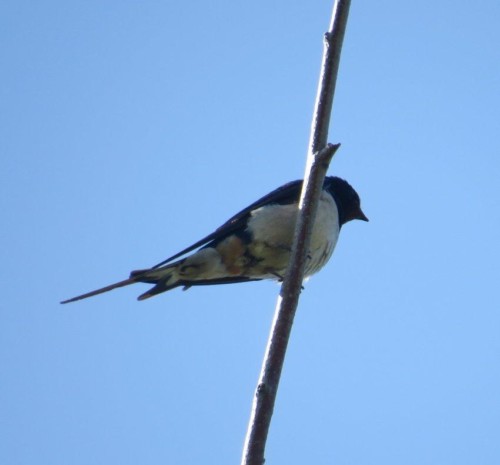 Barn swallow006