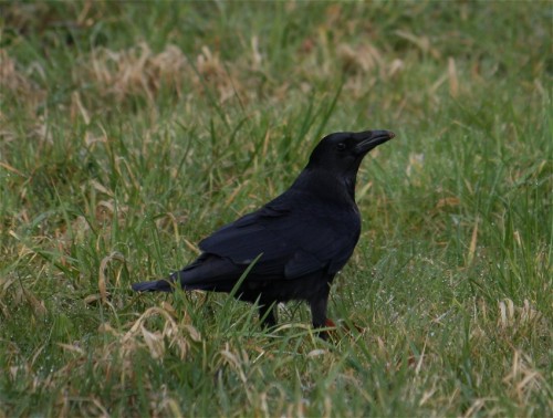 CarrionCrow004