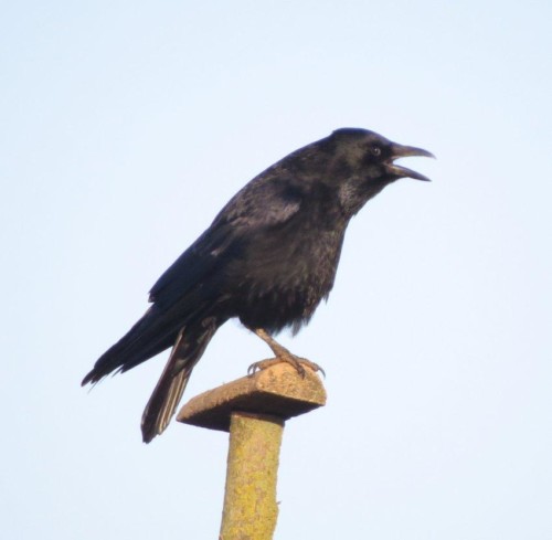 CarrionCrow015