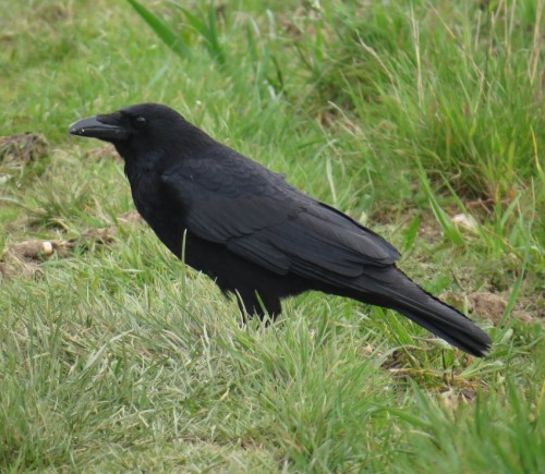 CarrionCrow017
