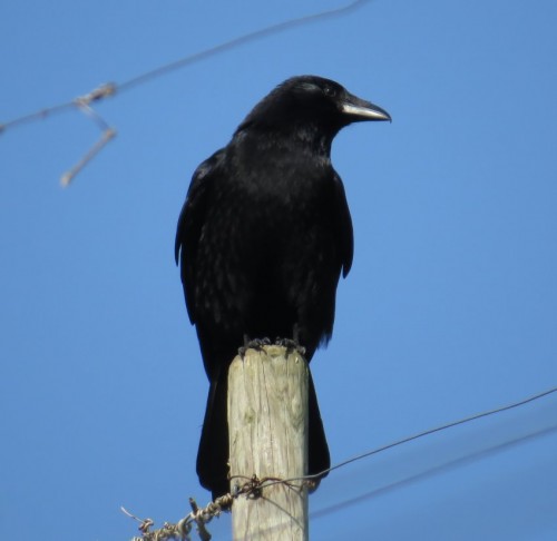 CarrionCrow018