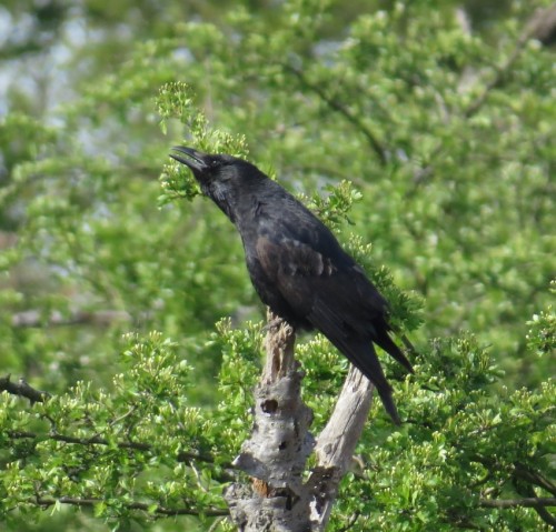 CarrionCrow019