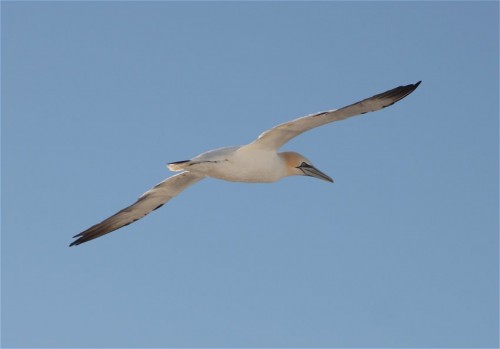 NorthernGannet006