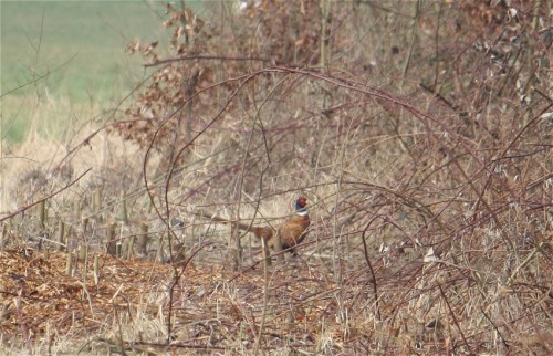 Pheasant001