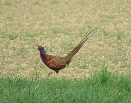 Pheasant016