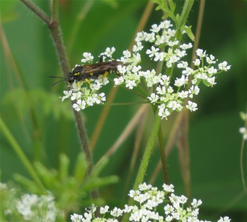 Blattwespe-Tenthredo maculata-01
