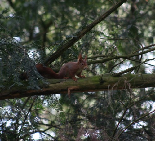 Eichhörnchen015