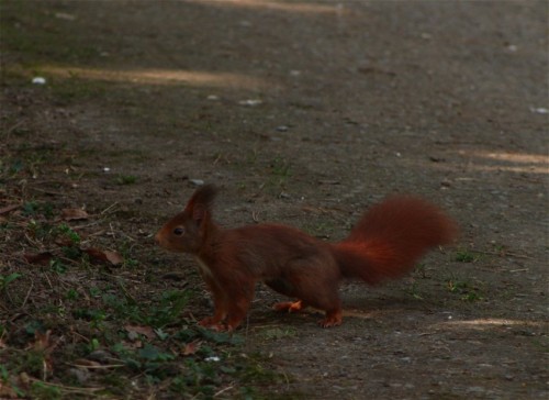 Eichhörnchen018