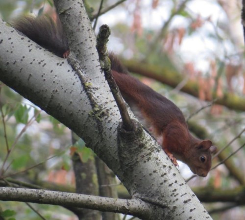 Eichhörnchen033