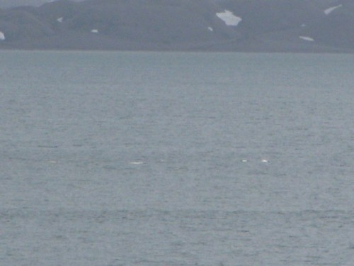 Wal - Beluga