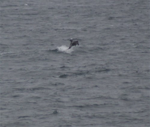Wal - Weißschnauzendelfin