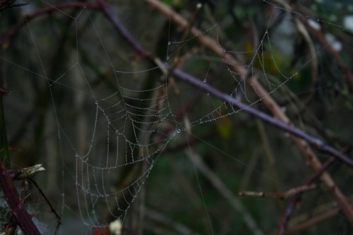 Spiderweb002
