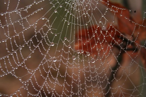 Spiderweb005