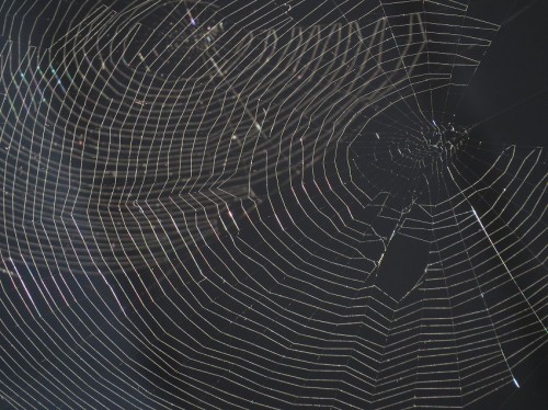 Spiderweb010