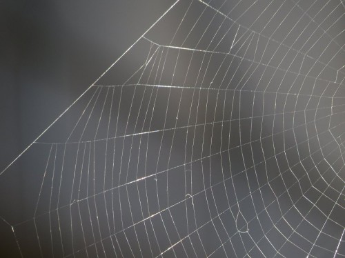 Spiderweb011