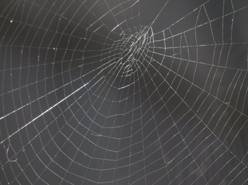 Spiderweb014